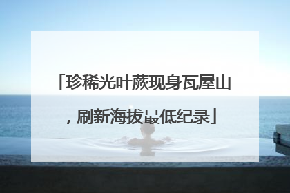 珍稀光叶蕨现身瓦屋山，刷新海拔最低纪录