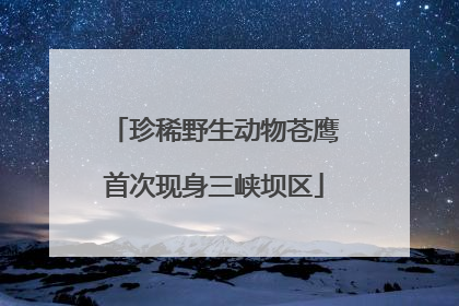 珍稀野生动物苍鹰首次现身三峡坝区
