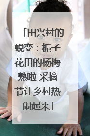田兴村的蜕变：栀子花田的杨梅熟啦 采摘节让乡村热闹起来