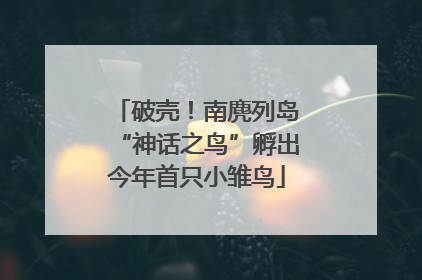 破壳！南麂列岛“神话之鸟”孵出今年首只小雏鸟