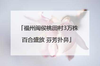 福州闽侯桃田村3万株百合盛放 芬芳扑鼻