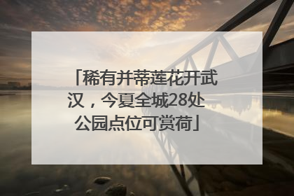 稀有并蒂莲花开武汉，今夏全城28处公园点位可赏荷