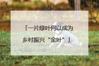一片绿叶何以成为乡村振兴“金叶”