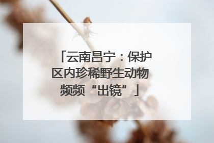 云南昌宁：保护区内珍稀野生动物频频“出镜”