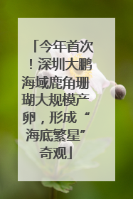 今年首次！深圳大鹏海域鹿角珊瑚大规模产卵，形成“海底繁星”奇观