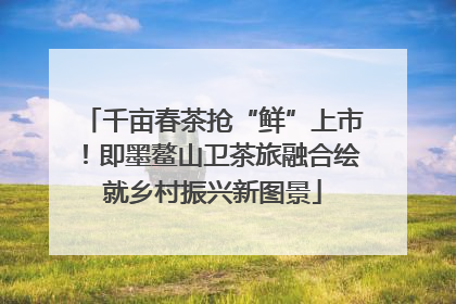 千亩春茶抢“鲜”上市！即墨鳌山卫茶旅融合绘就乡村振兴新图景