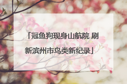 冠鱼狗现身山航院 刷新滨州市鸟类新纪录