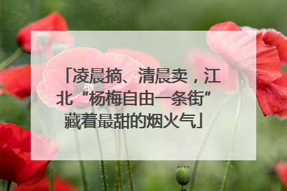 凌晨摘、清晨卖，江北“杨梅自由一条街”藏着最甜的烟火气