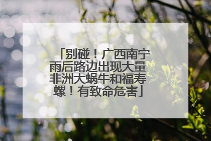 别碰！广西南宁雨后路边出现大量非洲大蜗牛和福寿螺！有致命危害
