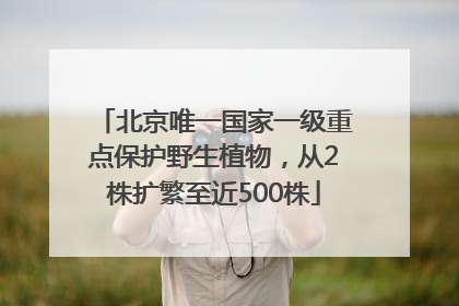 北京唯一国家一级重点保护野生植物，从2株扩繁至近500株