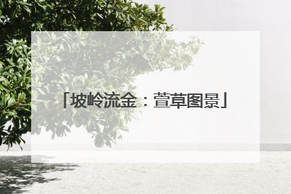 坡岭流金：萱草图景