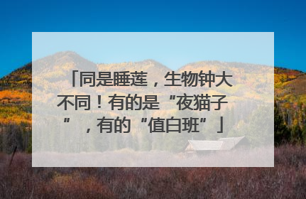 同是睡莲，生物钟大不同！有的是“夜猫子”，有的“值白班”