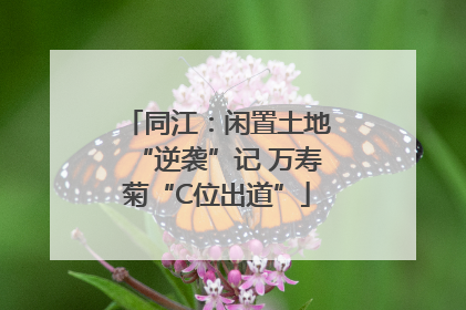 同江：闲置土地“逆袭”记 万寿菊“C位出道”