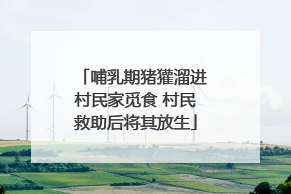 哺乳期猪獾溜进村民家觅食 村民救助后将其放生