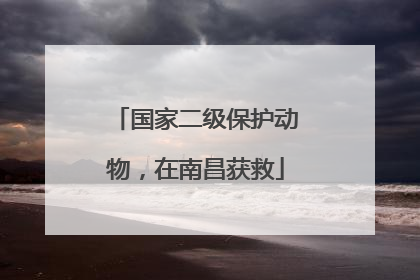 国家二级保护动物，在南昌获救