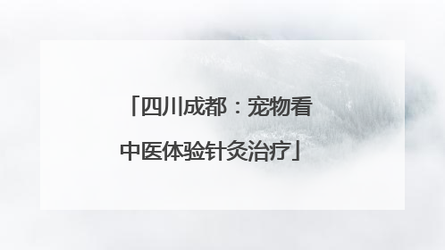 四川成都：宠物看中医体验针灸治疗