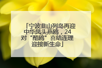 宁波韭山列岛再迎中华凤头燕鸥，24对“酷鸥”喜结连理迎接新生命