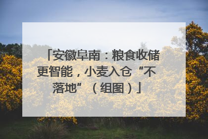安徽阜南：粮食收储更智能，小麦入仓“不落地”（组图）