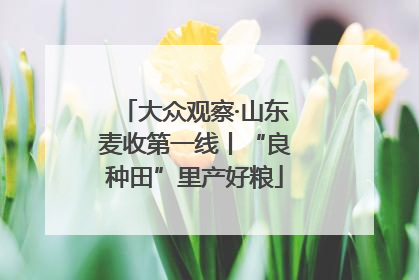 大众观察·山东麦收第一线丨“良种田”里产好粮