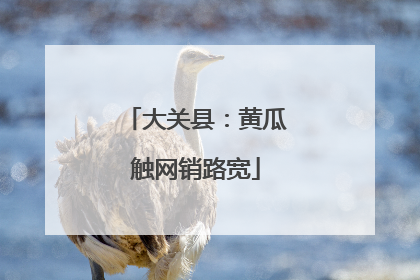 大关县：黄瓜触网销路宽