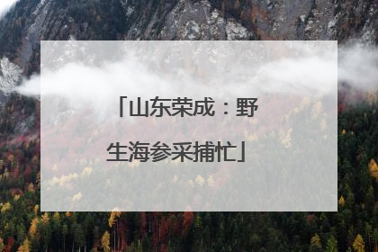 山东荣成：野生海参采捕忙