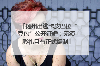 扬州出逃卡皮巴拉“豆包”公开征婚：无须彩礼且有正式编制