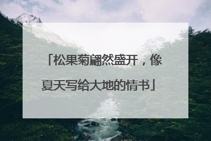 松果菊翩然盛开，像夏天写给大地的情书