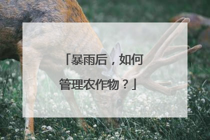 暴雨后，如何管理农作物？