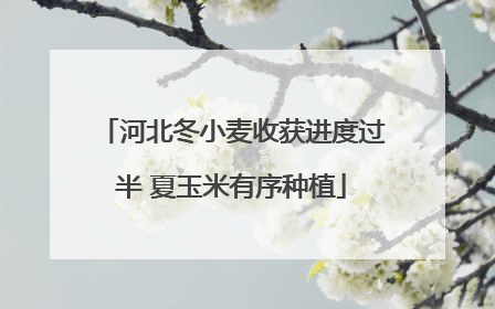 河北冬小麦收获进度过半 夏玉米有序种植