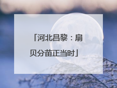 河北昌黎：扇贝分苗正当时