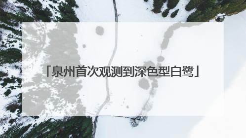 泉州首次观测到深色型白鹭
