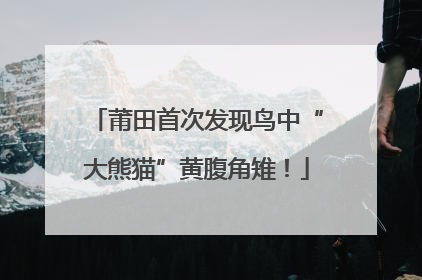 莆田首次发现鸟中“大熊猫”黄腹角雉！