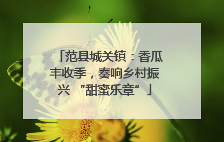 范县城关镇：香瓜丰收季，奏响乡村振兴 “甜蜜乐章”