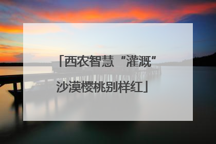 西农智慧“灌溉” 沙漠樱桃别样红