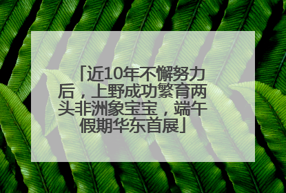 近10年不懈努力后，上野成功繁育两头非洲象宝宝，端午假期华东首展
