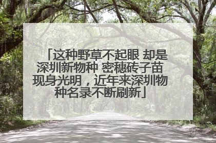 这种野草不起眼 却是深圳新物种 密穗砖子苗现身光明，近年来深圳物种名录不断刷新