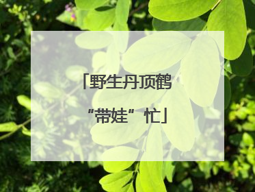 野生丹顶鹤“带娃”忙