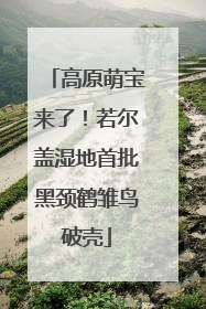 高原萌宝来了！若尔盖湿地首批黑颈鹤雏鸟破壳