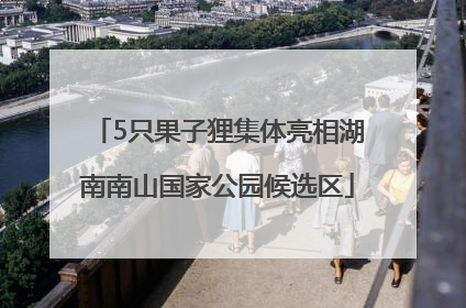 5只果子狸集体亮相湖南南山国家公园候选区