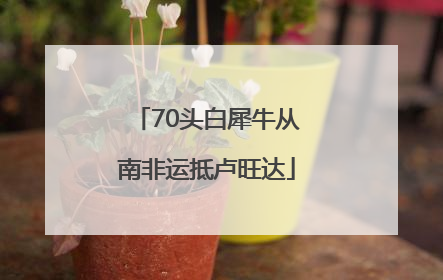 70头白犀牛从南非运抵卢旺达